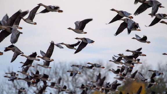 Gänse im Flug