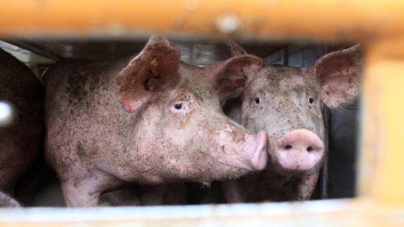 Schweine stehen am Dienstag auf dem Rastplatz Hummerich an der Autobahn A61 bei Plaidt in einem Anhänger eines Schlachtviehtransporters. 