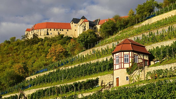 Weinberg bei Freyburg unterhalb der Neuenburg