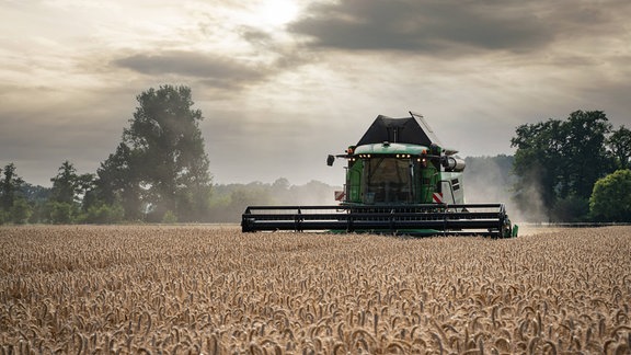 Getreideernte auf norddeutschen Feldern - grüner Mähdrescher vor malerischem Sonnenuntergang bei der Erntearbeit.