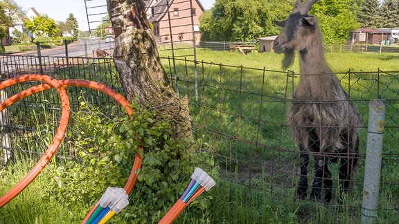 Glasfaserkabel schauen aus dem Erdreich, neben eines Freigehege mit Ziegen, raus.