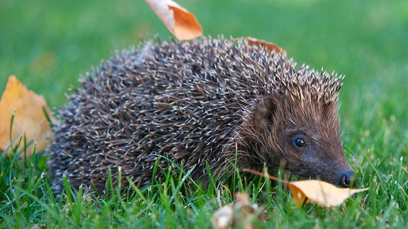 Ein Igel auf einer Wiese