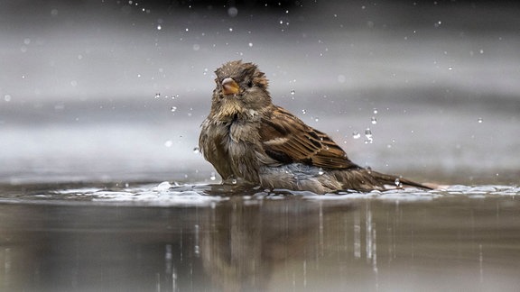 Ein Haussperling, auch Spatz genannt, badet in einer Pfütze.