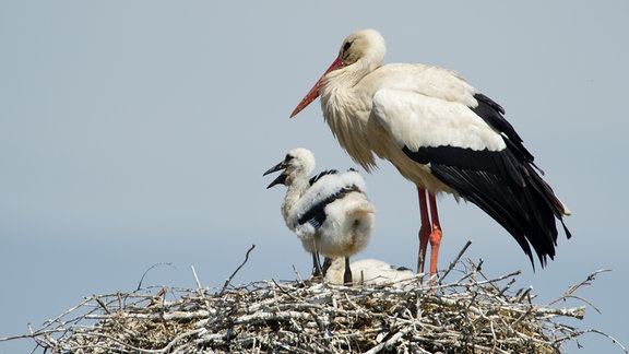 Ein Storch und Jungstörche hocken in einem Nest.