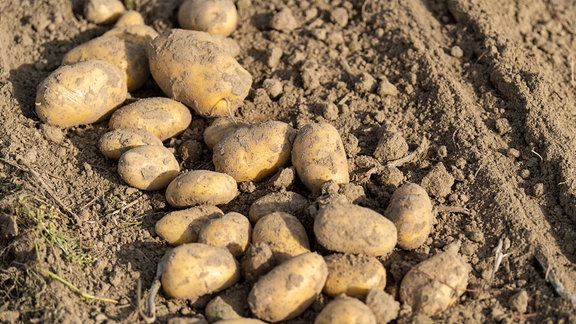 Kartoffeln liegen auf einem Feld.