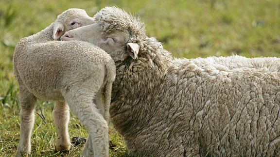 Ein Merino-Schaf schmust mit seinem Lämmchen auf einer Weide.