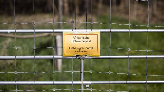 Schutzzaun gegen die Verbreitung der Afrikanischen Schweinepest (ASP)