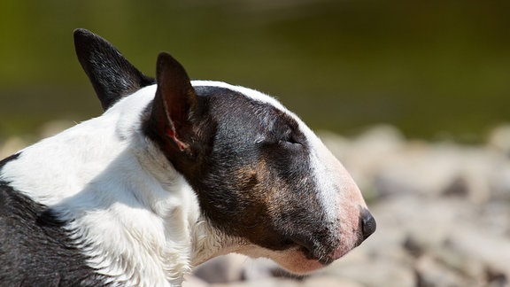 Bild von einem Mini Bullterrier