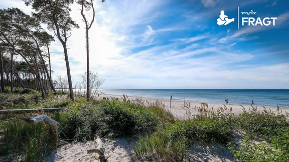 Kiefernwald in den Dünen am Darsser Weststrand nördlich von Ahrenshoop