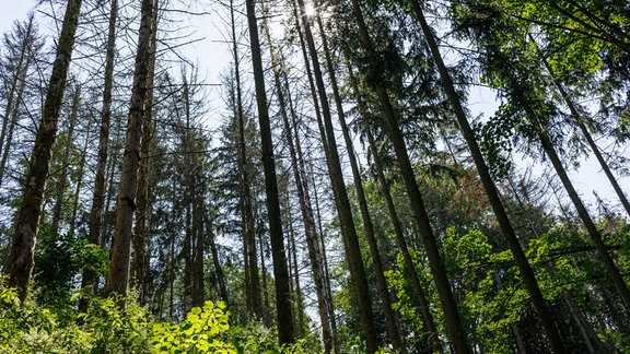 Bäume in einem Wald