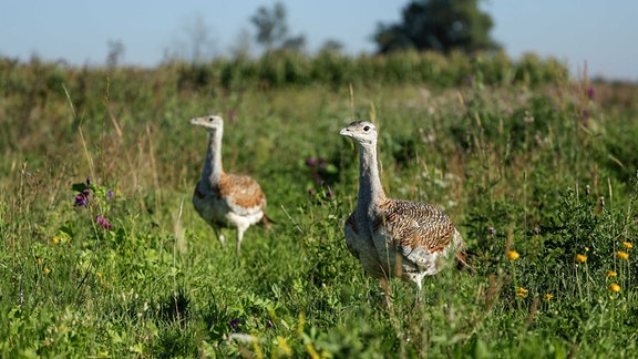 Zwei Großtrappen stehen im Zerbster Land auf einer Wiese.