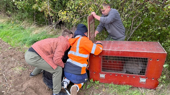  Mitarbeiter eines Tierparks mit einem Känguru, das in einer Transportbox eingefangen wurde.