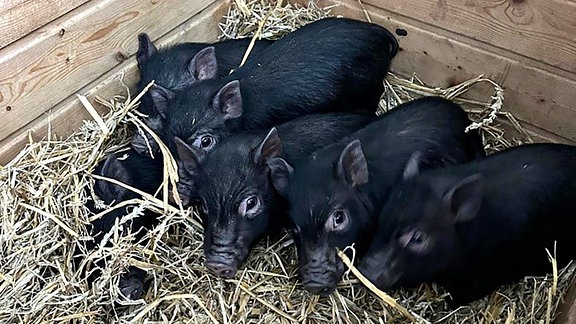 Mehrere schwarze Mini-Schweine liegen im Stroh