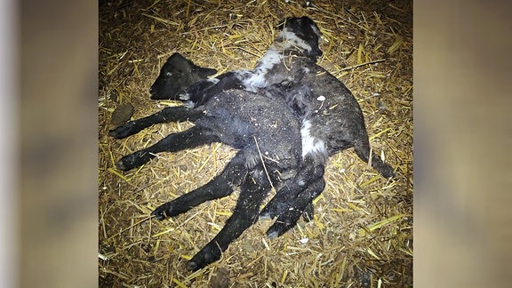 Zwei tote Lämmer liegen im Stroh in einem Stall