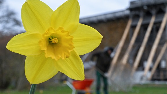 Eine Narzisse blüht auf dem Landesgartenschau-Gelände in Bad Dürrenberg.