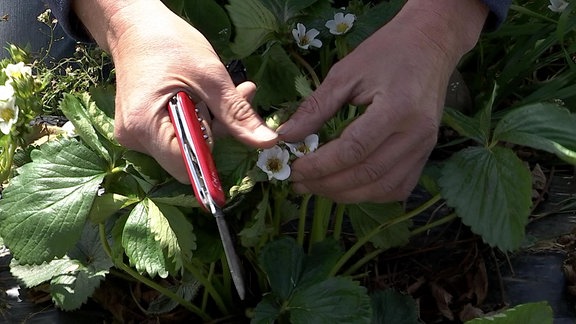 Hände mit einem Messer halten Blüten