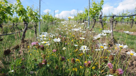 Zwischen Weinreben wächst ein Streifen bunter Wildblumen, darunter Gänseblümchen 