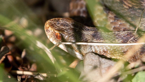 Eine weibliche Kreuzotter liegt im Gras am Main-Donau-Kanal. 