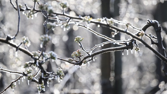 Eine feine Eisschicht überzieht Apfelbäume.