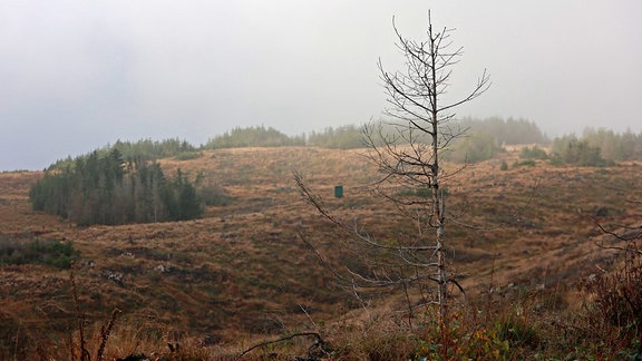 Blick auf eine Kalamitätsfläche im Südharz