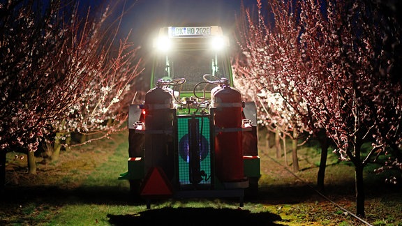 Thomas Malik fährt im Obsthof Hornemann im Sülzetal den sogenannten Frostbuster durch die Plantage. Mit dem Gerät werden die Blüten der Aprikosenbäume in frostigen Nächsten geschützt. Schon drei Wochen früher als sonst stehen die Aprikosenbäume in voller Blüte. Der milde Winter hat dazu geführt, das sich die Natur schneller entwickelt hat. Damit die noch kühlen und frostigen Nächste die Blüten nicht schädigen, werden im Obsthof Hornemann sogenannte Frostbuster eingesetzt. In der Nacht zum Freitag werden die Aprikosenbäume so zum ersten Mal in diesem Jahr mit warmer Luft aus einem Gasbrenner geschützt.