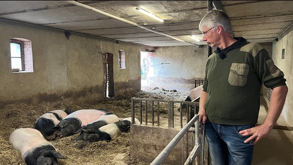 Siesta - im Stall von Stephan Polzin genießen die Schweine ihre Mittagspause, drei SChweine liegen im Heu, der Bauer steht daneben