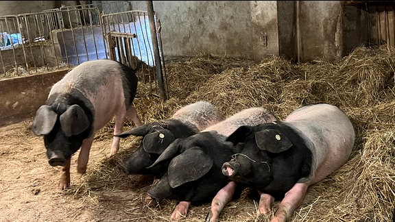 Schweineleben auf dem Eifelhof: viel Platz und Stroh. Vier Schweine in einem großen Stall mit Heu. Drei liegen, eins läuft.