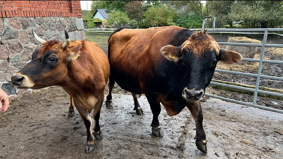 Viel Platz und frische Luft - die Jerseyrinder im Freigehege