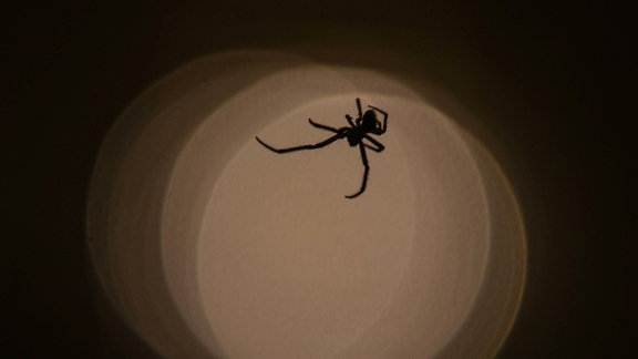 Spinne im Schatten