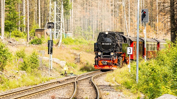 Eine Dampflok der Harzer Schmalspurbahnen fährt durch einen Wald. 