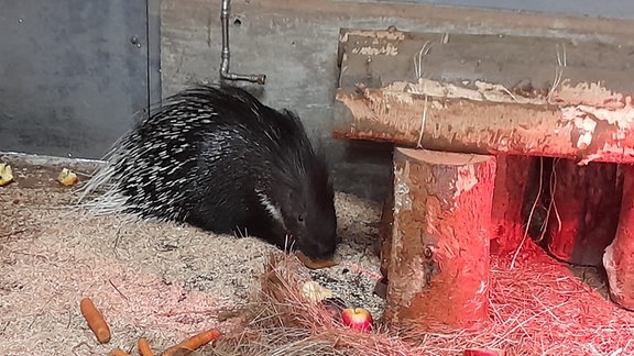 Stachelschweine "Pinky" und "Brain" aus Tierpark Hexentanzplatz gestohlen