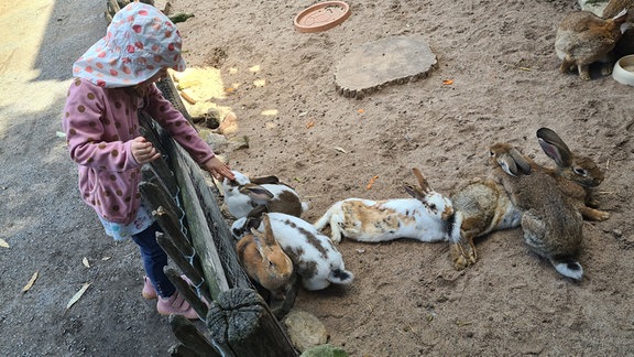 Ein Kind streichelt Kaninchen im Erlebnistierpark Memleben.