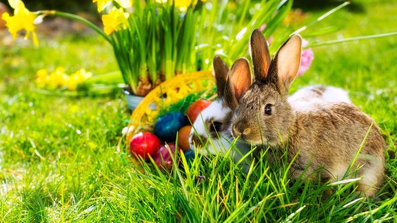 Ostern: Zwei Kaninchen hocken vor einem Osternest und Osterglocken im Gras.