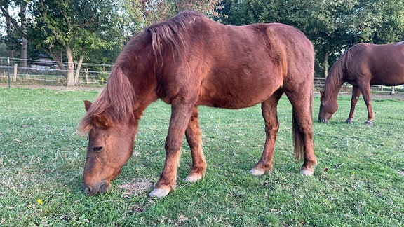 Braune Pferde stehen auf einer Wiese