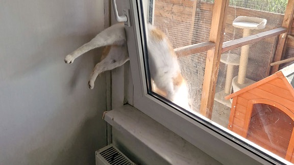 Eine schwarz-braun gefleckte Katze hängt in einem Fenster, das auf Kipp steht.