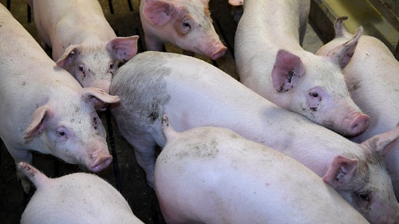 Schweine stehen in einem Stall