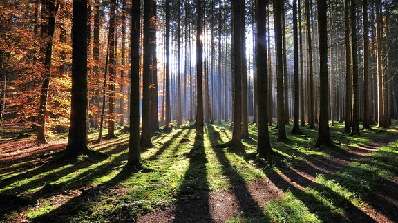 Ein Wald im Gegenlicht.