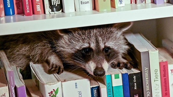 Ein Waschbär in einem Bücherregal