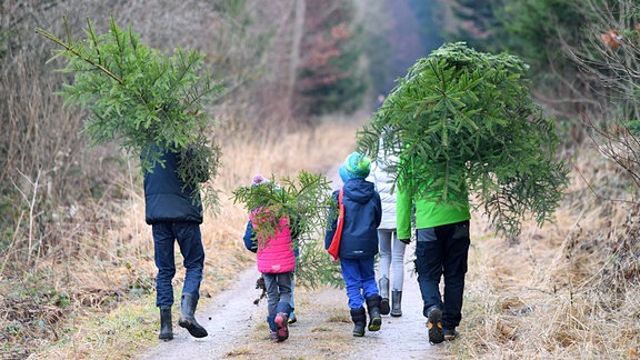 Zwei Familien tragen Baeume aus dem Wald. 