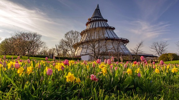 Blütenmeer am Jahrtausendturm im Elbauenpark