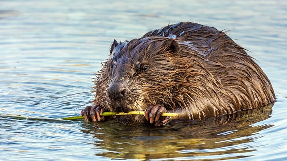 Biber, im Wasser an einem Zweig nagend