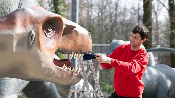 Ein Mann steht auf einer Leiter und putzt die Zähne eines Dinosaurier-Modells.