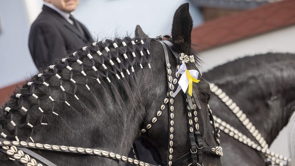 Ein Pferd mit einem mit Muscheln geschmückten Zaumzeug