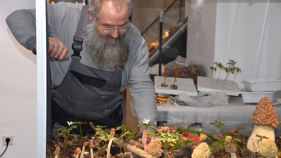 Aufbau der Pilzausstellung im Museum der Westlausitz in Kamenz