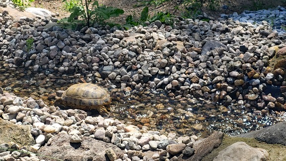 Schildkröte