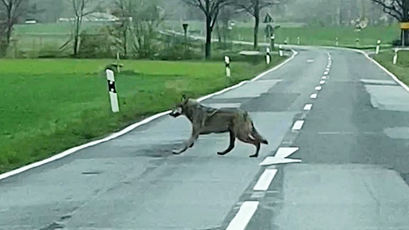 Wolf bei Bautzen gesichtet.