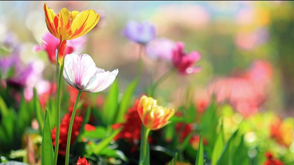 Tulpen in einem Garten