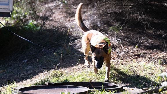 Ein Leichenspürhund steht an einem alten Wasserschacht unterhalb eines Zugang zu einem alten Bergwerksstollen an einem Waldstück.