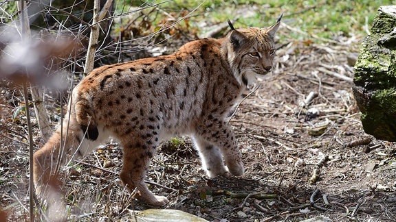 Ein Luchs