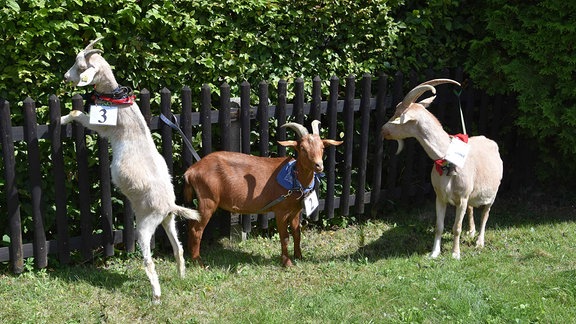 Drei Ziegen sind an einen Zaun gebunden, eine frisst Blätter von einer Hecke.